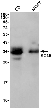1 - SC35 Rabbit mAb AP76055
