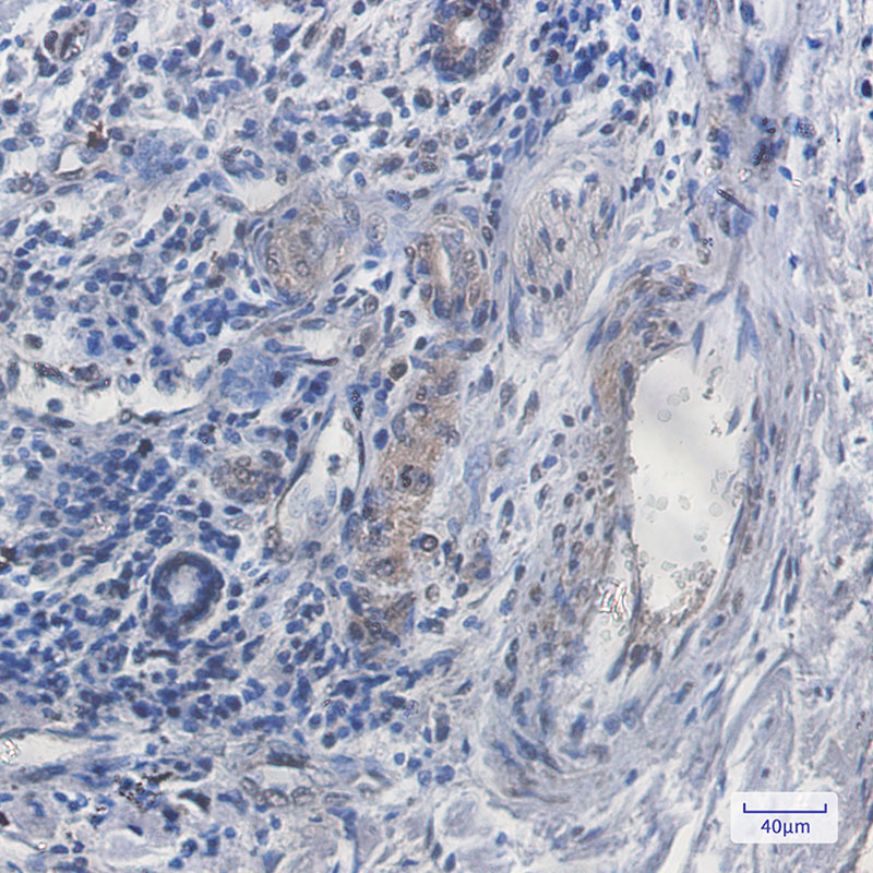 2 - SCAI Rabbit mAb AP76056