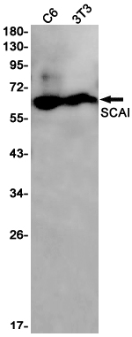 1 - SCAI Rabbit mAb AP76056
