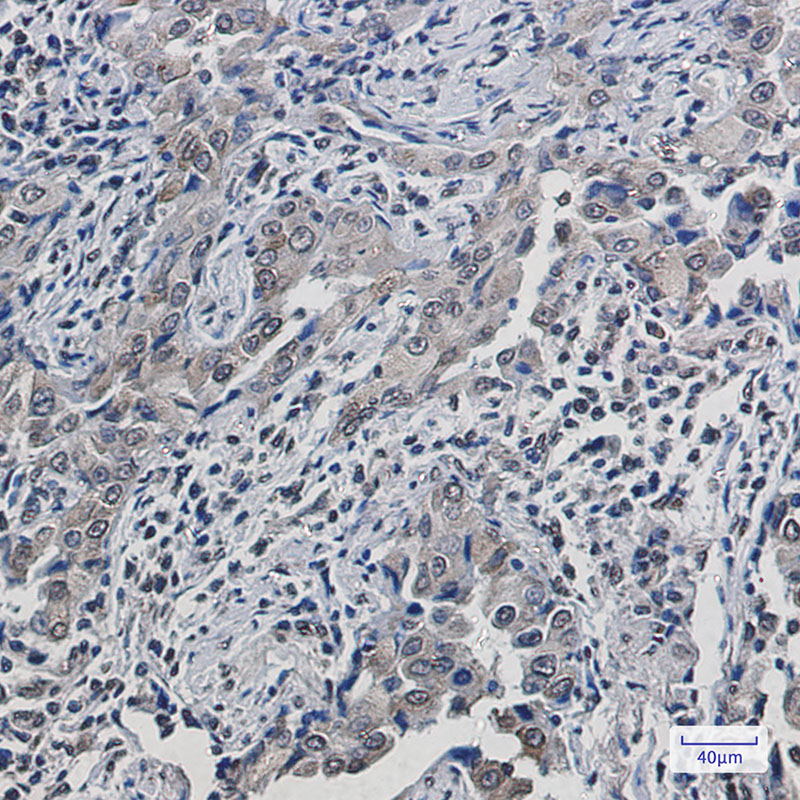 8 - SCD1 Rabbit mAb AP76059