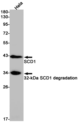 1 - SCD1 Rabbit mAb AP76059