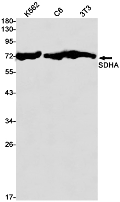 1 - SDHA Rabbit mAb AP76062