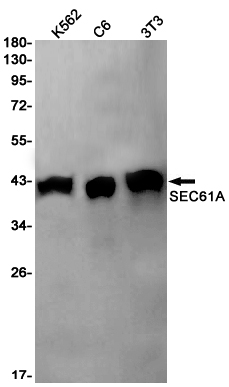 1 - SEC61A Rabbit mAb AP76063