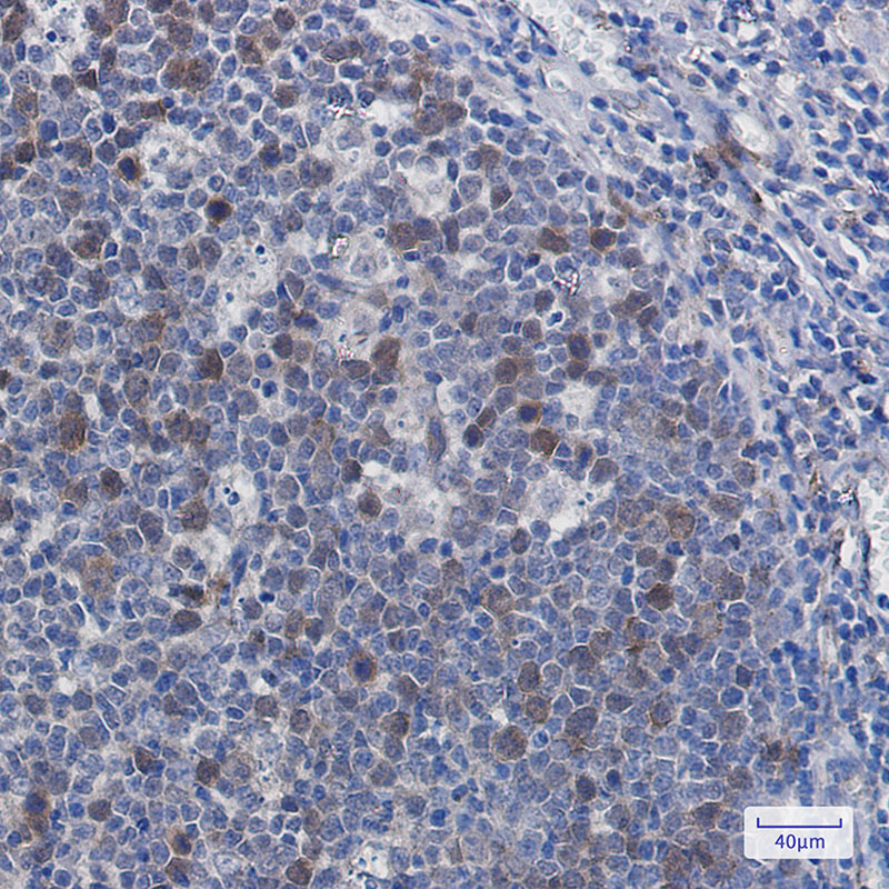 2 - Securin Rabbit mAb AP76065