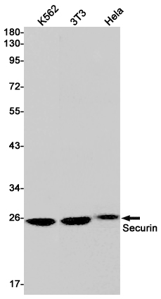 1 - Securin Rabbit mAb AP76065