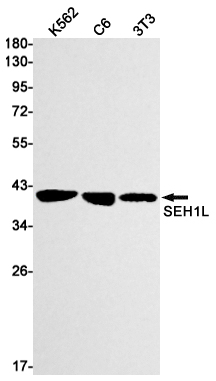 1 - SEH1L Rabbit mAb AP76066