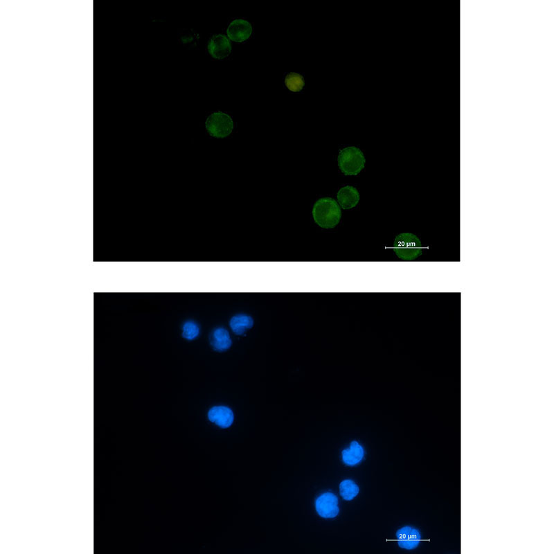 1 - SEMA4D Rabbit mAb AP76067