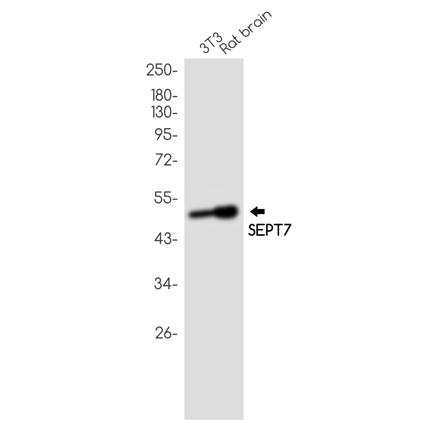 1 - SEPT7 Rabbit mAb AP76069