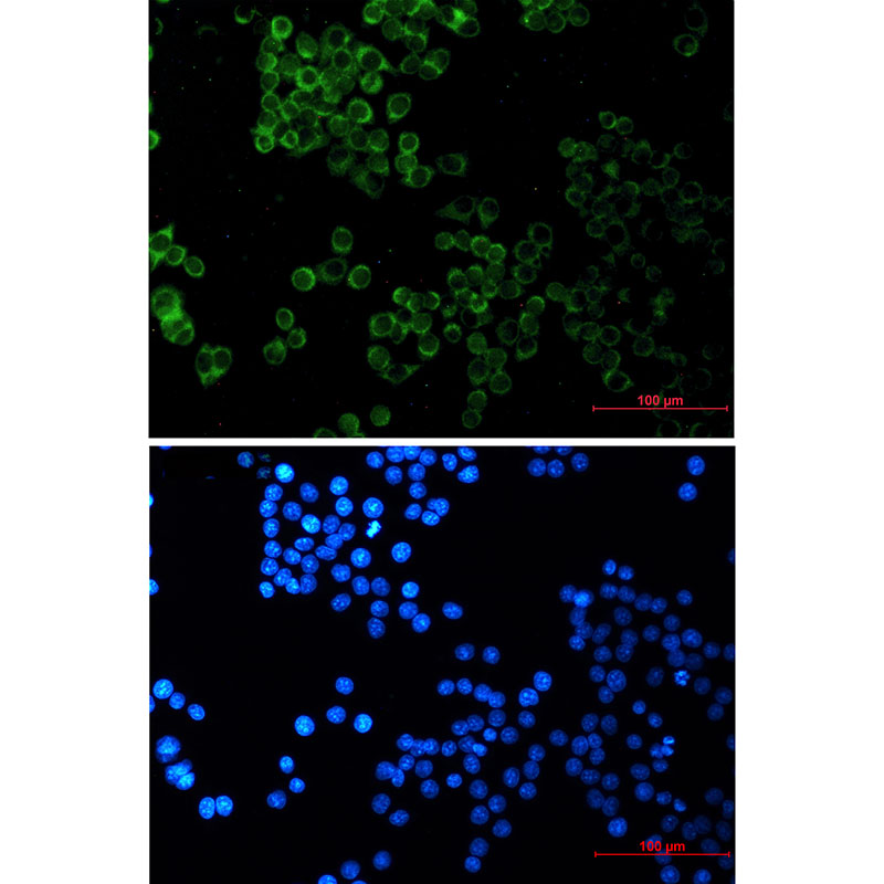 1 - SESN2/Sestrin-2 Rabbit mAb AP76071