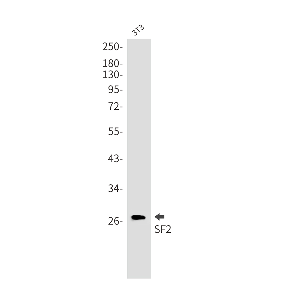 2 - SF2 Rabbit mAb AP76073