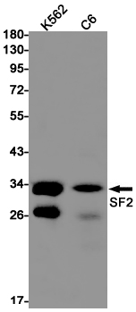 8 - SF2 Rabbit mAb AP76073