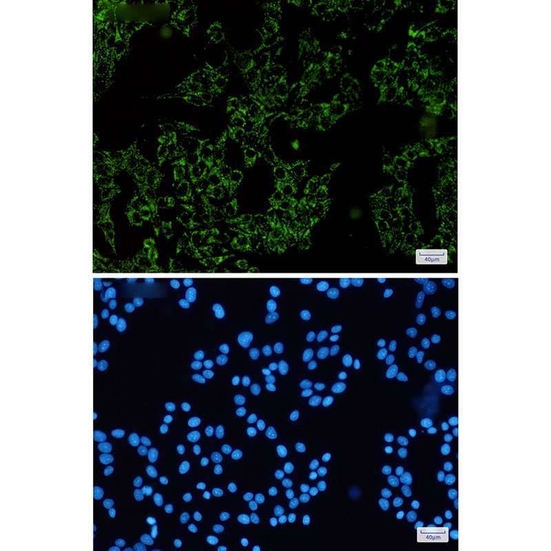 8 - SGSM1 Rabbit mAb AP76077