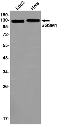 1 - SGSM1 Rabbit mAb AP76077