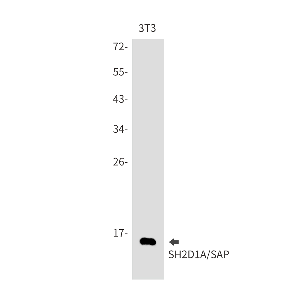 1 - SH2D1A/SAP Rabbit mAb AP76078