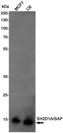 0 - SH2D1A/SAP Rabbit mAb AP76078