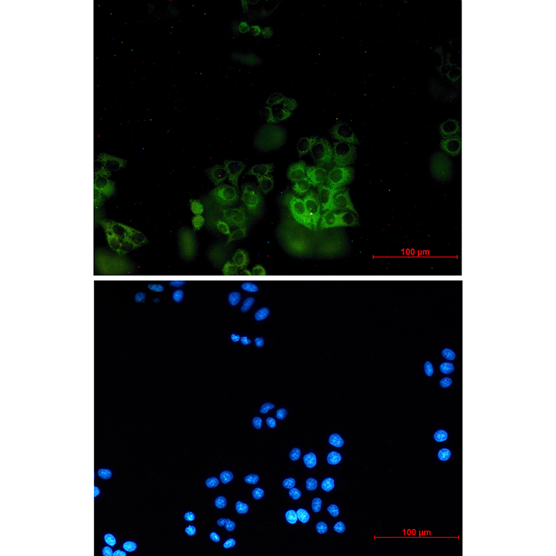 4 - SH3PX1/SNX9 Rabbit mAb AP76079