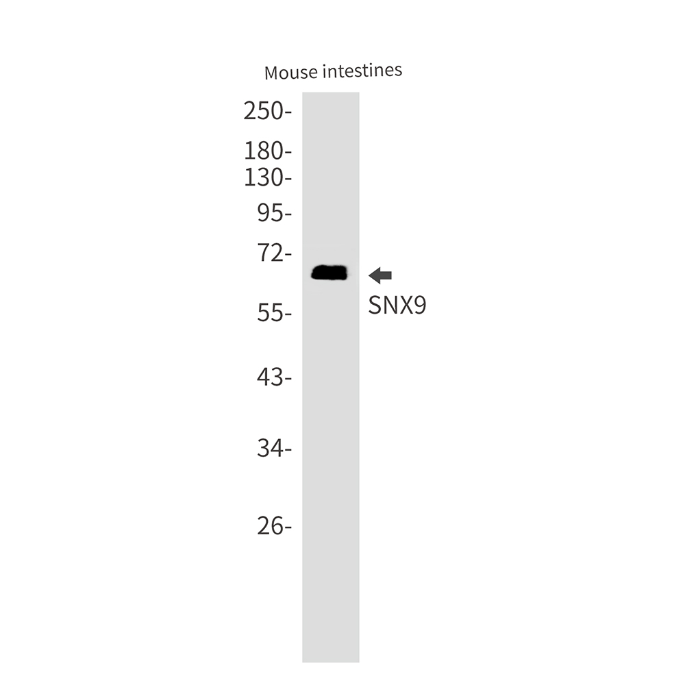 1 - SH3PX1/SNX9 Rabbit mAb AP76079