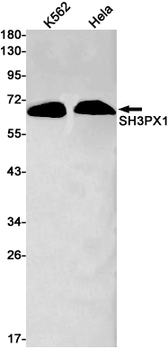 2 - SH3PX1/SNX9 Rabbit mAb AP76079