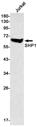 1 - SHP1 Rabbit mAb AP76080