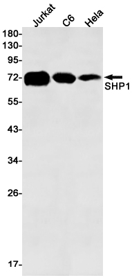 2 - SHP1 Rabbit mAb AP76081