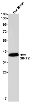 2 - SIRT2 Rabbit mAb AP76085