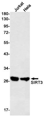 1 - SIRT3 Rabbit mAb AP76086