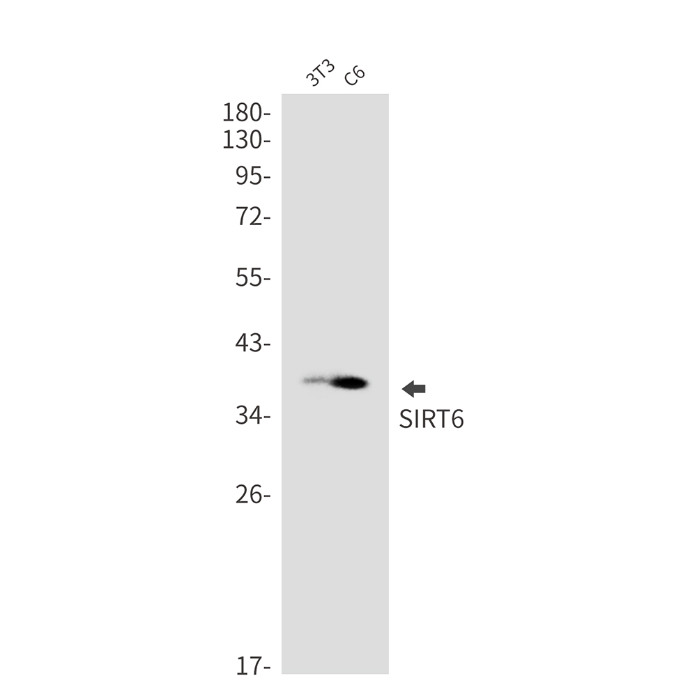 1 - SIRT6 Rabbit mAb AP76087