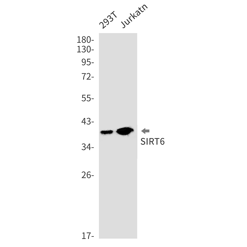 8 - SIRT6 Rabbit mAb AP76087