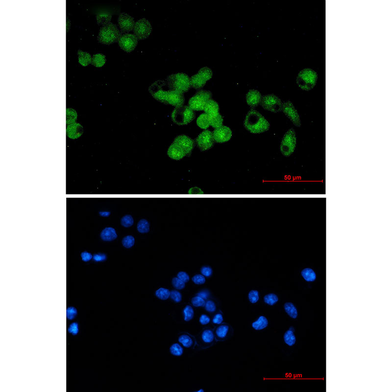 8 - Skp1 Rabbit mAb AP76088