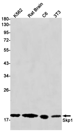 1 - Skp1 Rabbit mAb AP76088