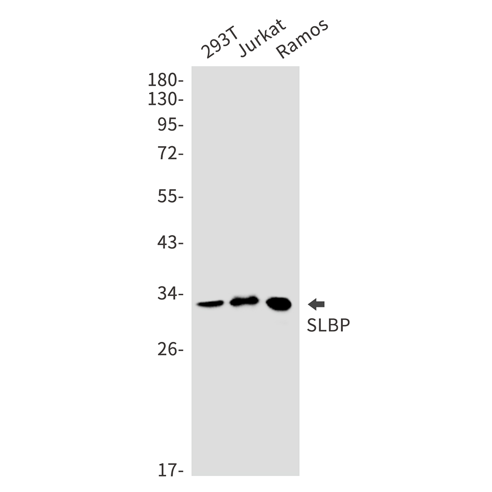 1 - SLBP Rabbit mAb AP76090