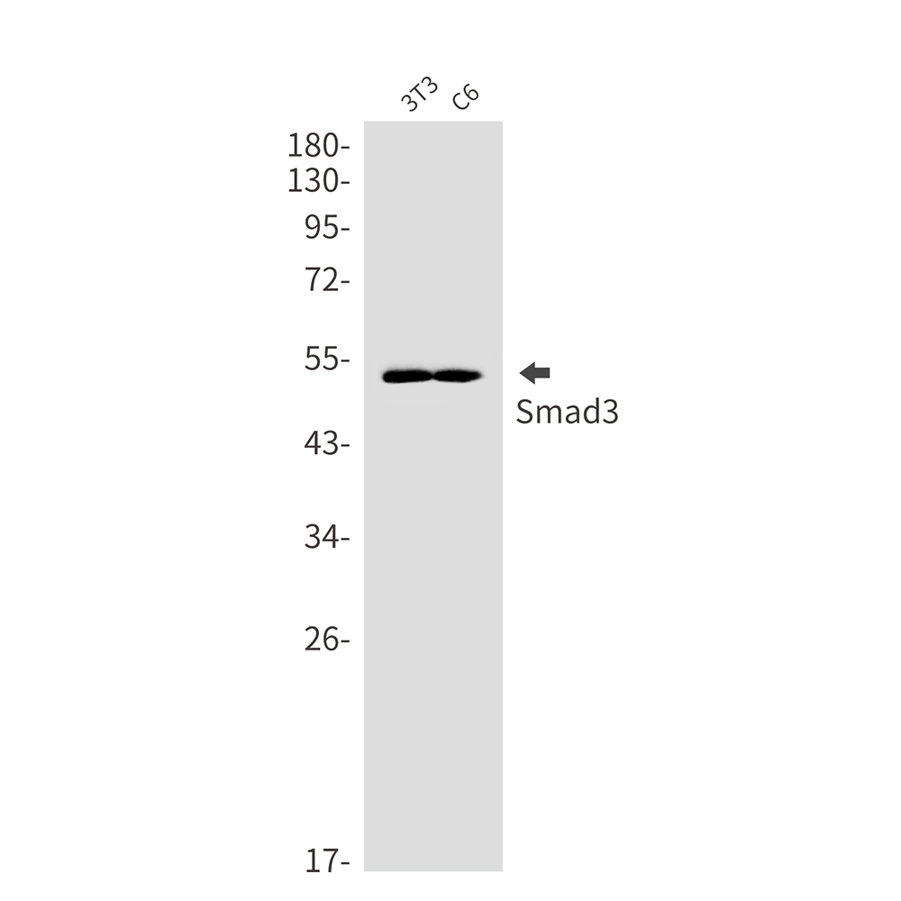 1 - Smad3 Rabbit mAb AP76095