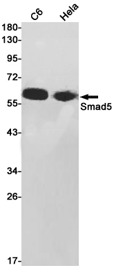 1 - Smad5 Rabbit mAb AP76096