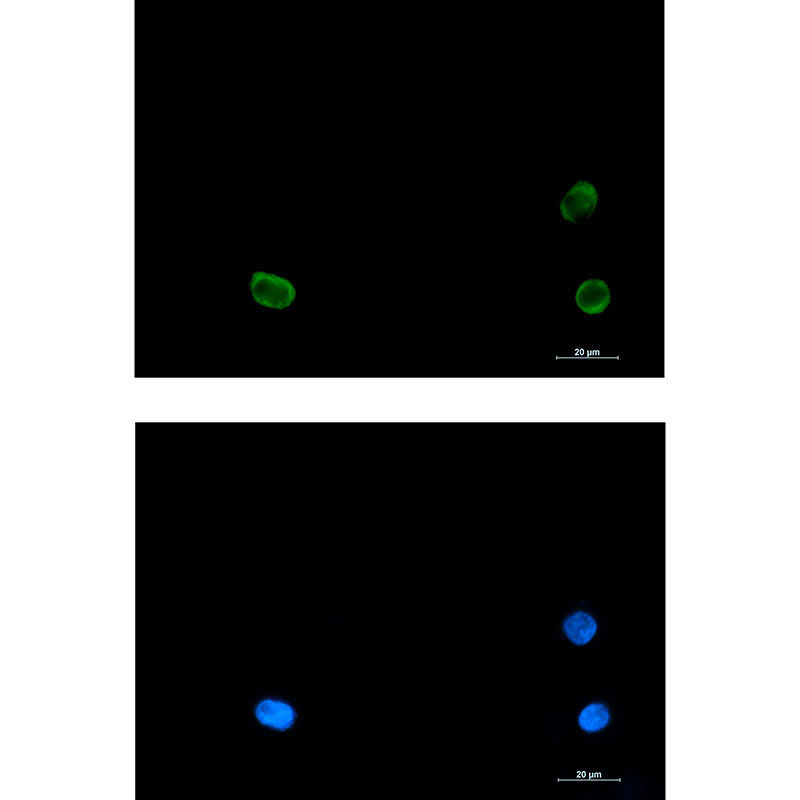 1 - SNAP29 Rabbit mAb AP76101