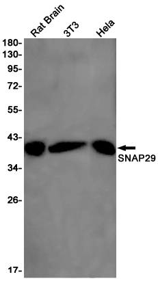 8 - SNAP29 Rabbit mAb AP76101