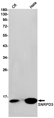 1 - SNRPD3 Rabbit mAb AP76105