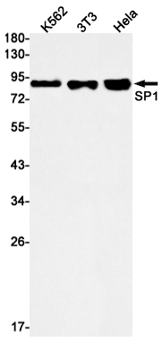 2 - SP1 Rabbit mAb AP76110
