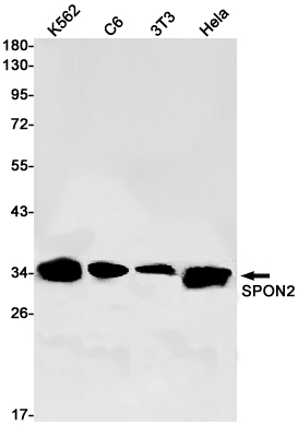 1 - SPON2 Rabbit mAb AP76114