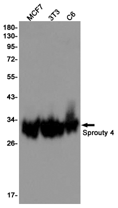 1 - Sprouty 4/Spry-4 Rabbit mAb AP76116