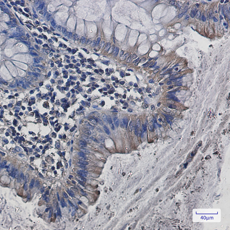 0 - [KD]Src Rabbit mAb AP76117