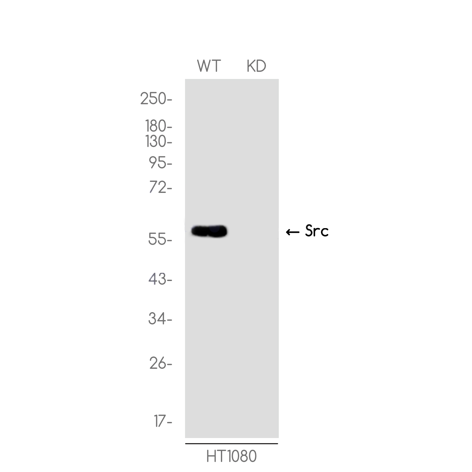 1 - [KD]Src Rabbit mAb AP76117