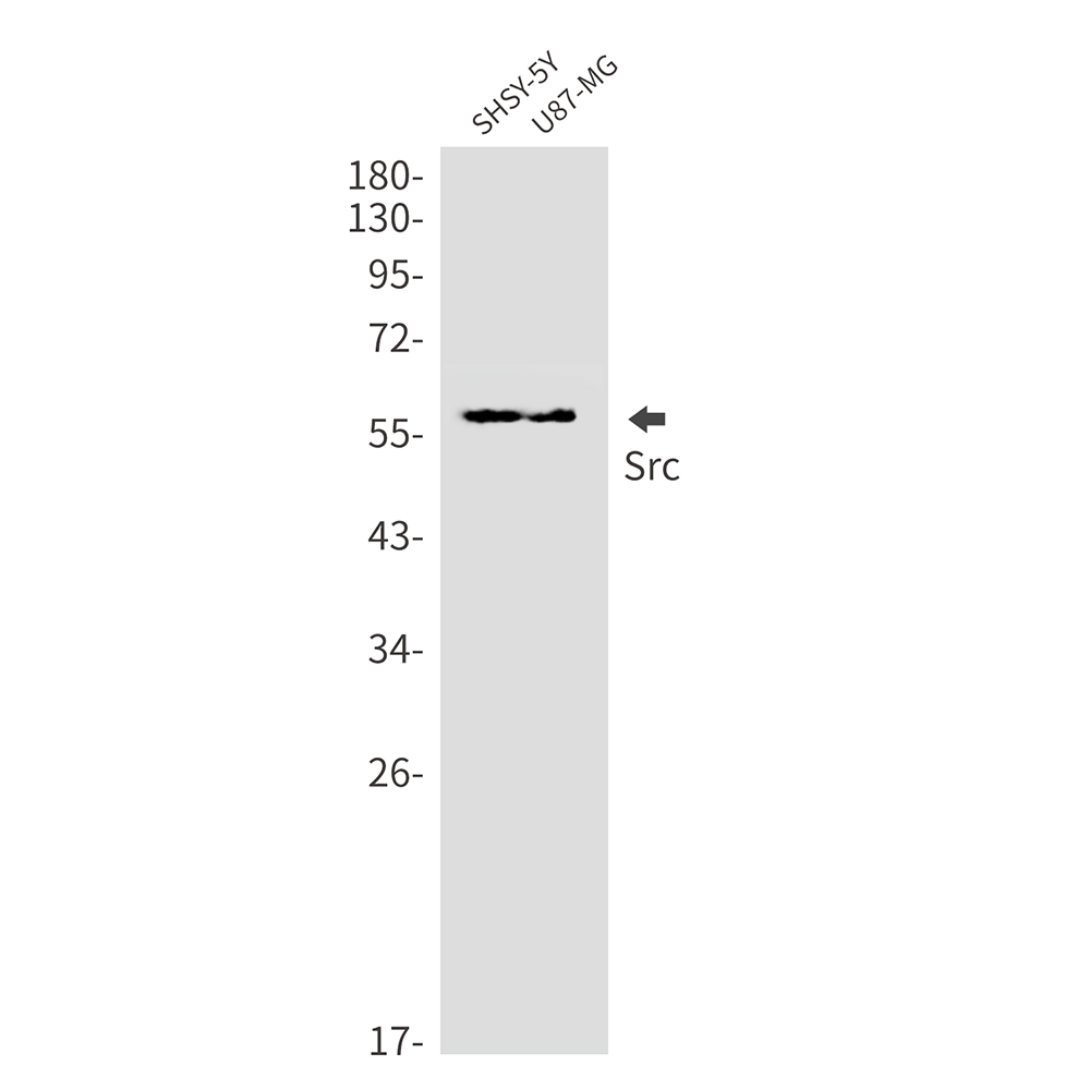 2 - [KD]Src Rabbit mAb AP76117