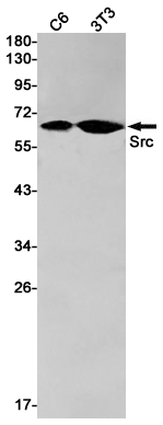 0 - [KD]Src Rabbit mAb AP76117