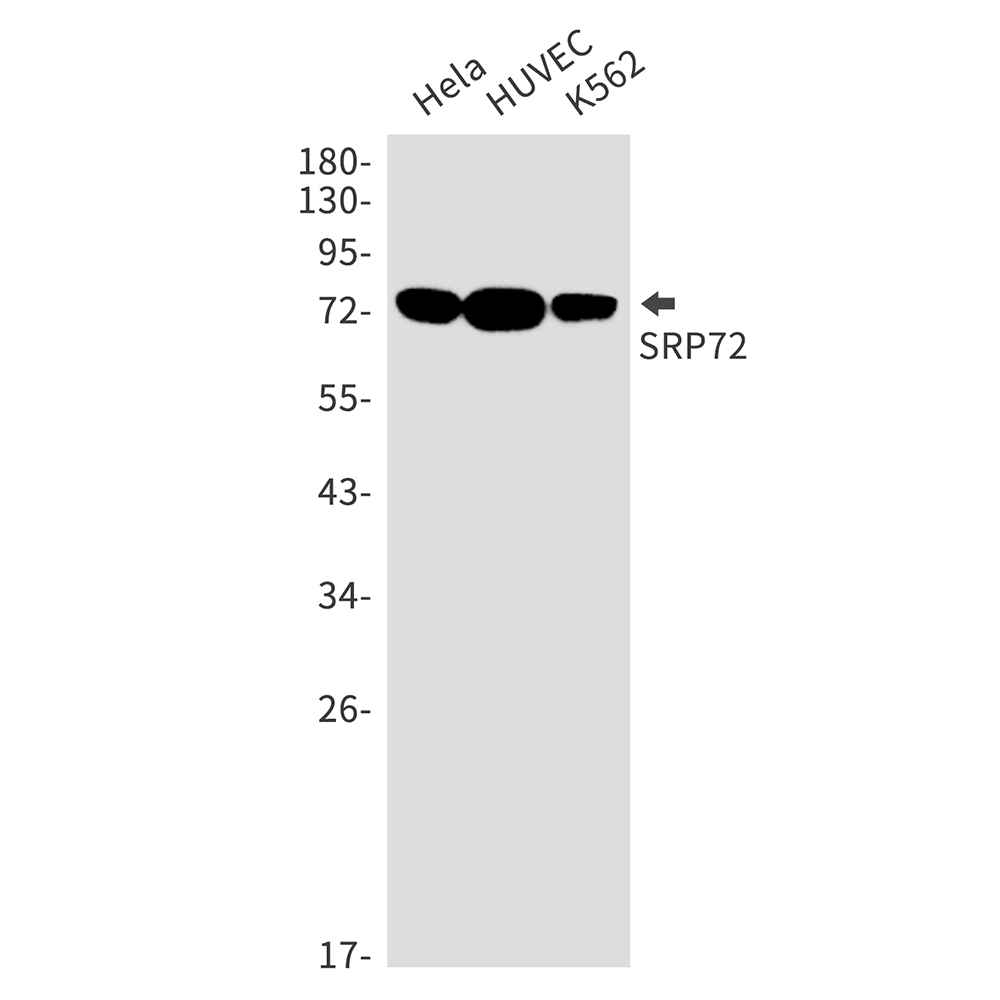 1 - SRP72 Rabbit mAb AP76118