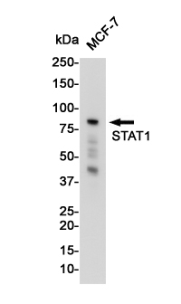 1 - STAT1 Rabbit mAb AP76120