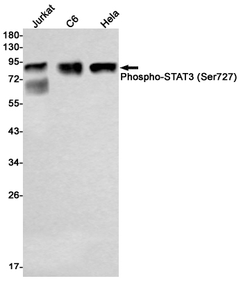1 - Phospho-STAT3 (Ser727) Rabbit mAb AP76121