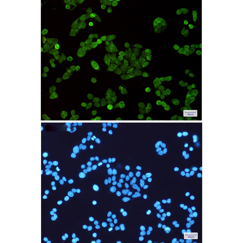 2 - STAT5 Rabbit mAb AP76123