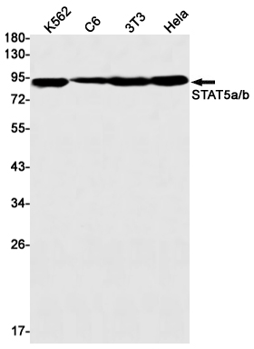 1 - STAT5 Rabbit mAb AP76123