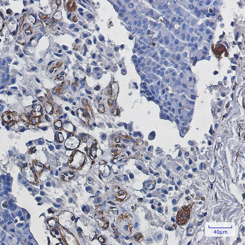4 - [KO]Staufen Rabbit mAb AP76125