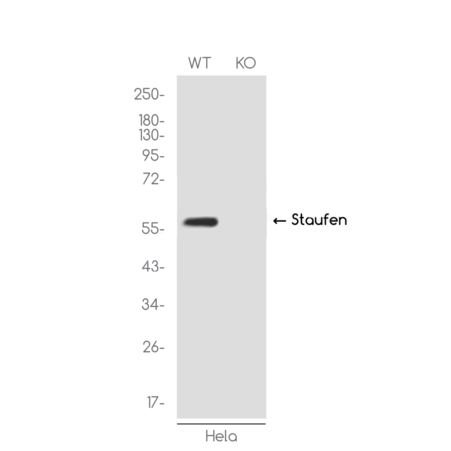 1 - [KO]Staufen Rabbit mAb AP76125